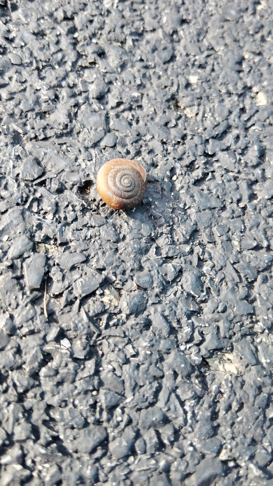 In Plain Sight: The Shells